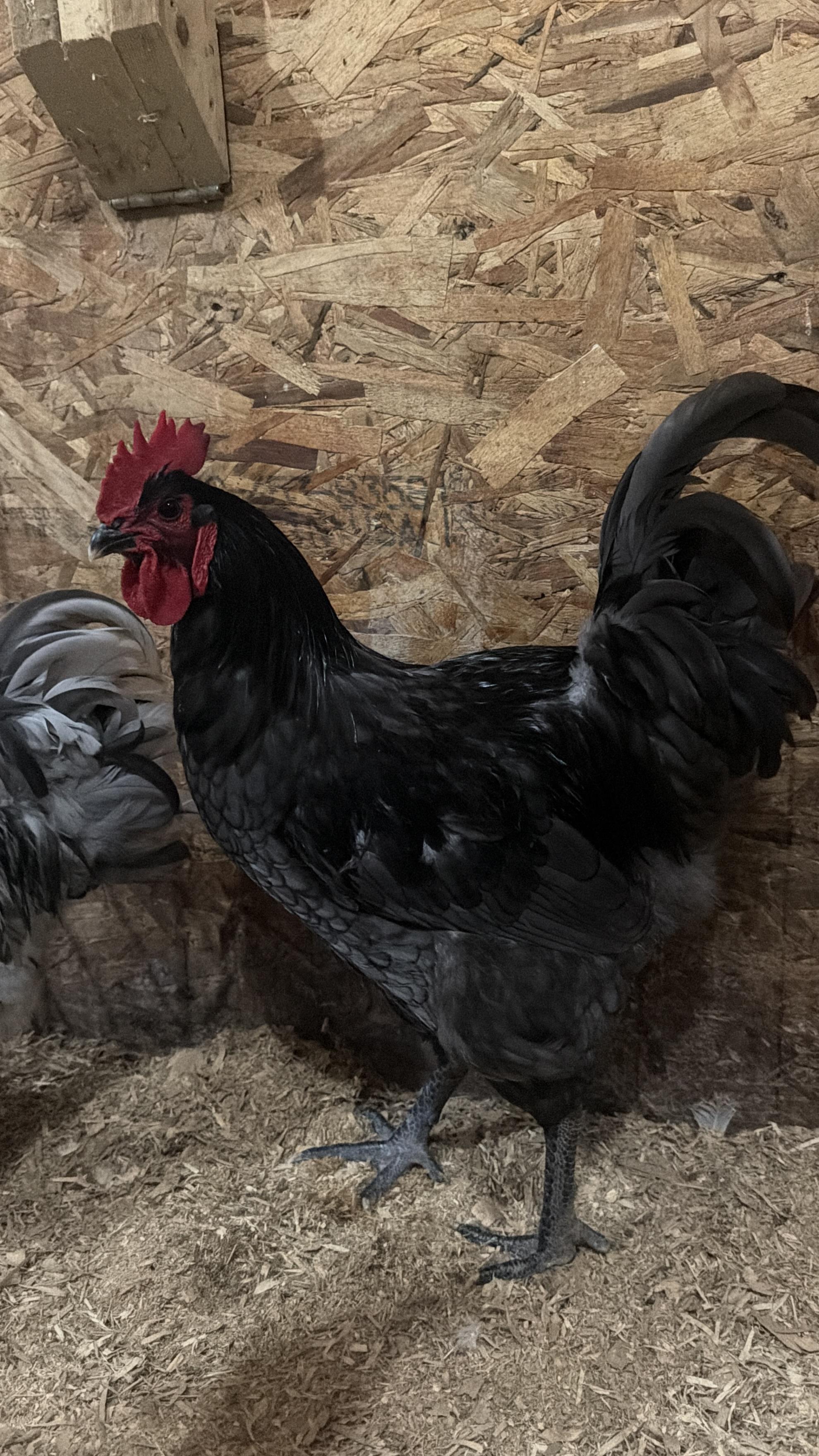 Tucker, Adopted, Adult Male Chicken.