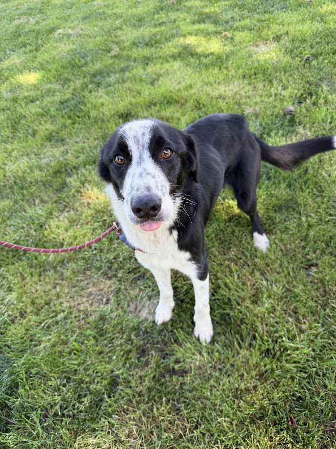 Arlo, ADOPTABLE, Adult Male Border Collie.