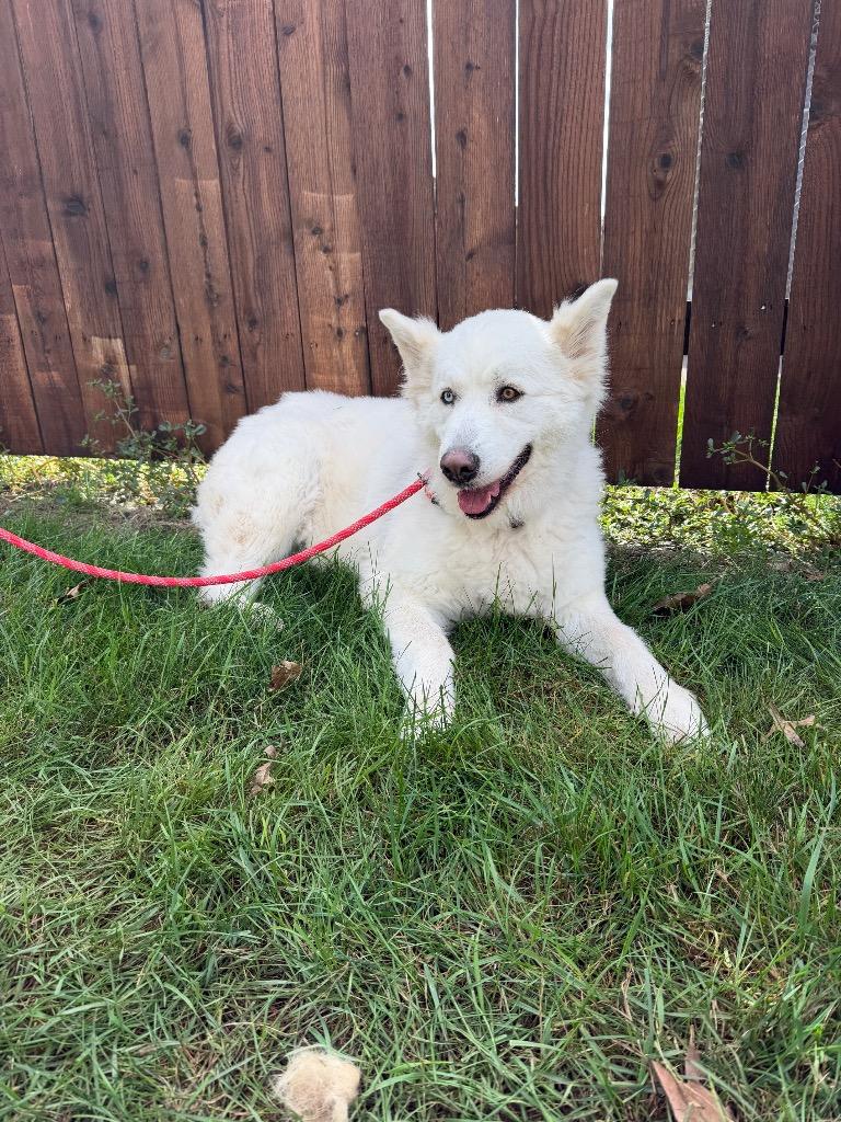 Enlarge Poppy, a Adoptable mixed breed in Amery, WI image 3/4