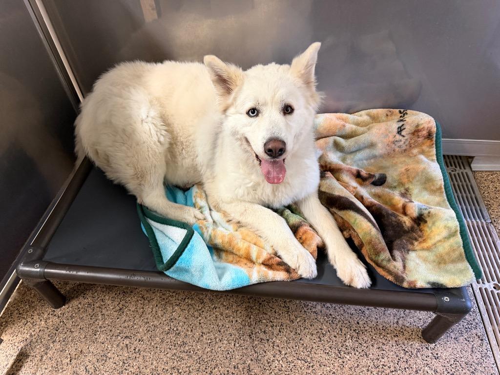 Enlarge Poppy, a Adoptable mixed breed in Amery, WI image 4/4