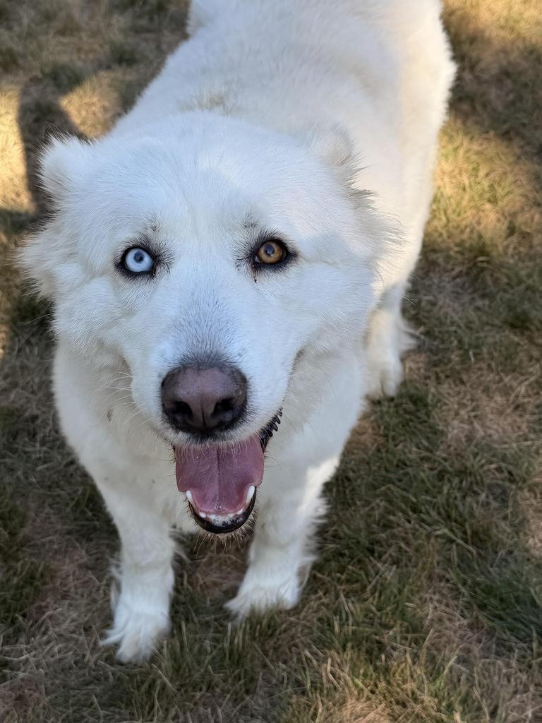 Enlarge Poppy, a Adoptable mixed breed in Amery, WI image 2/4