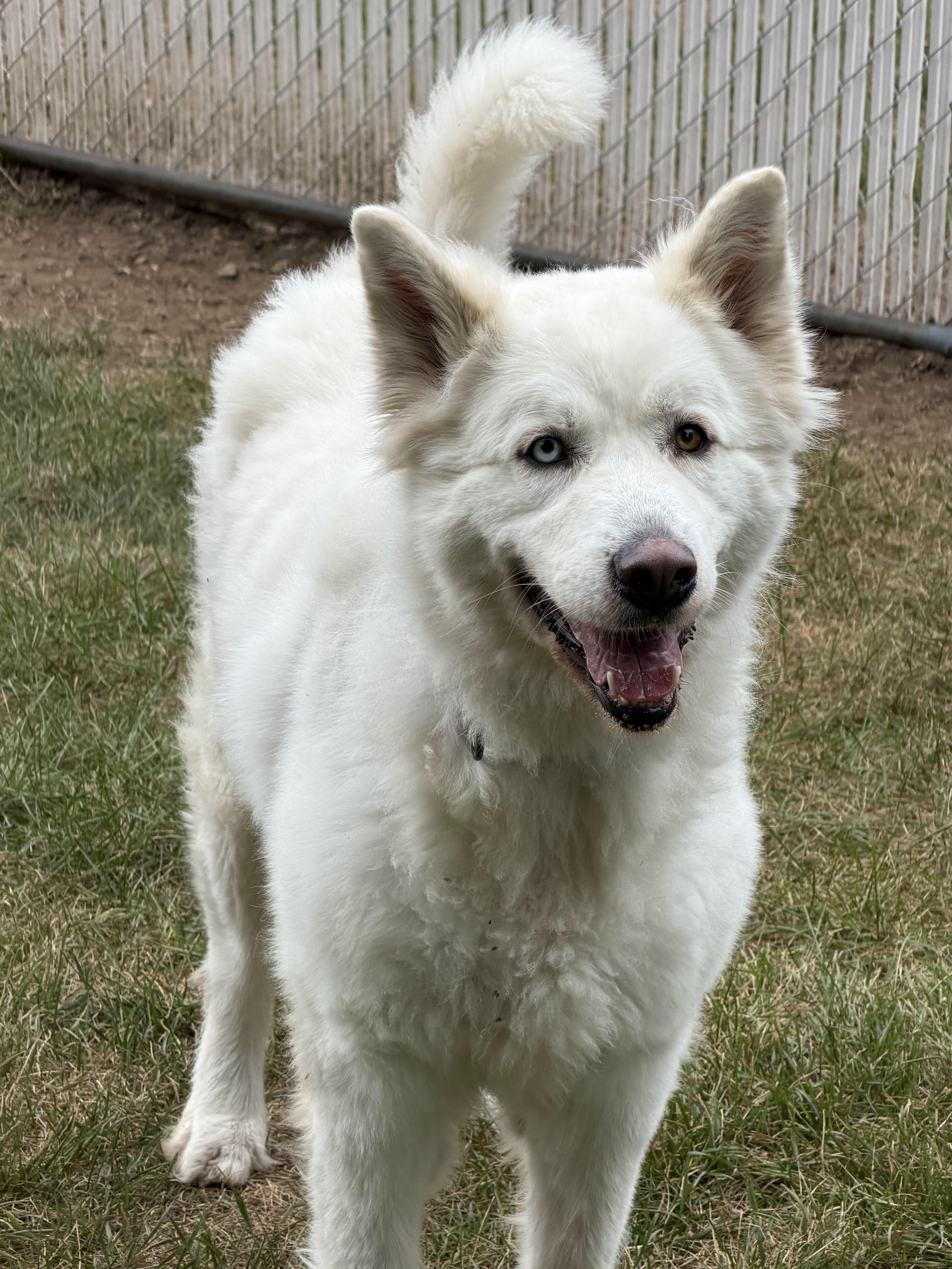 Enlarge Poppy, a Adoptable mixed breed in Amery, WI image 1/4