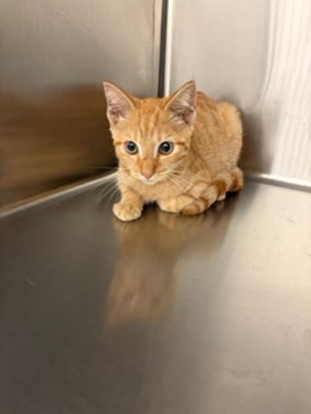 Enlarge Chuckee, a Adoptable mixed breed in Morristown, TN image 1/1