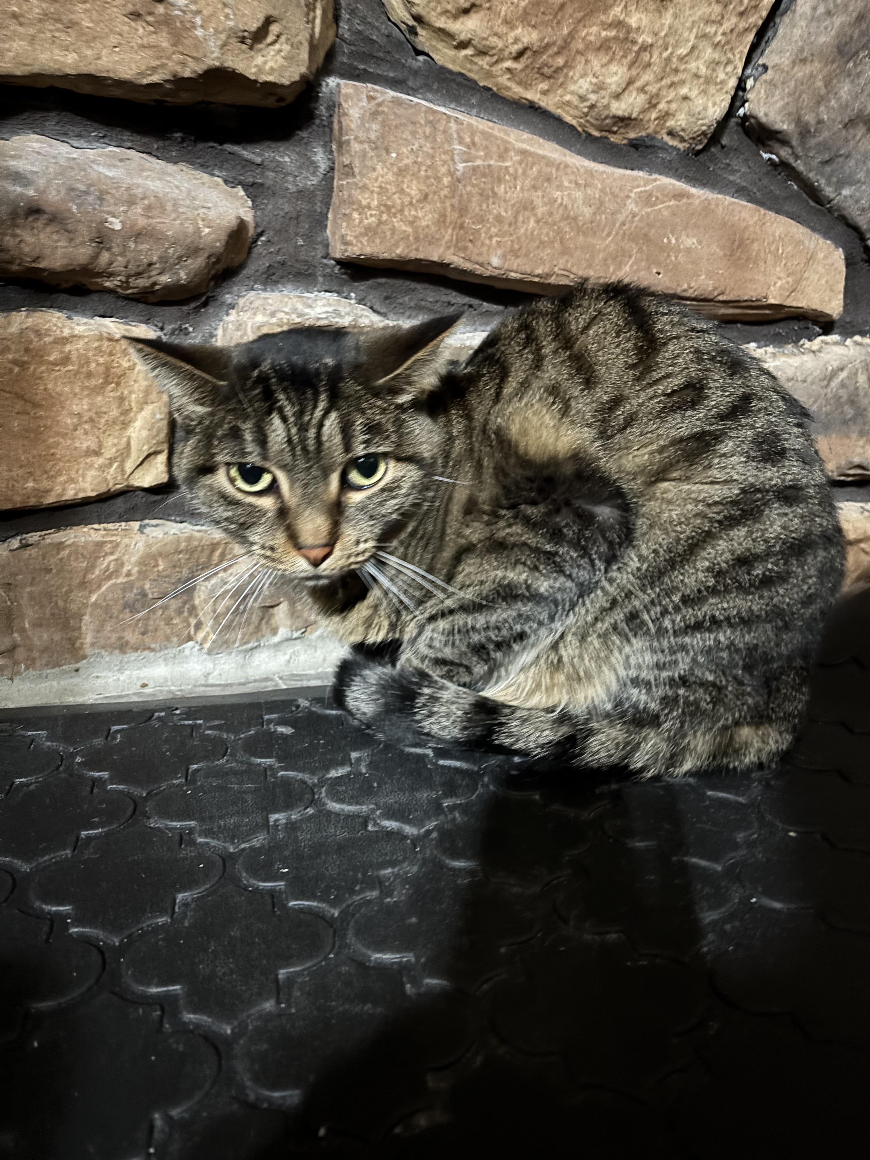 Roxy, Adoptable, Adult Female Domestic Short Hair.