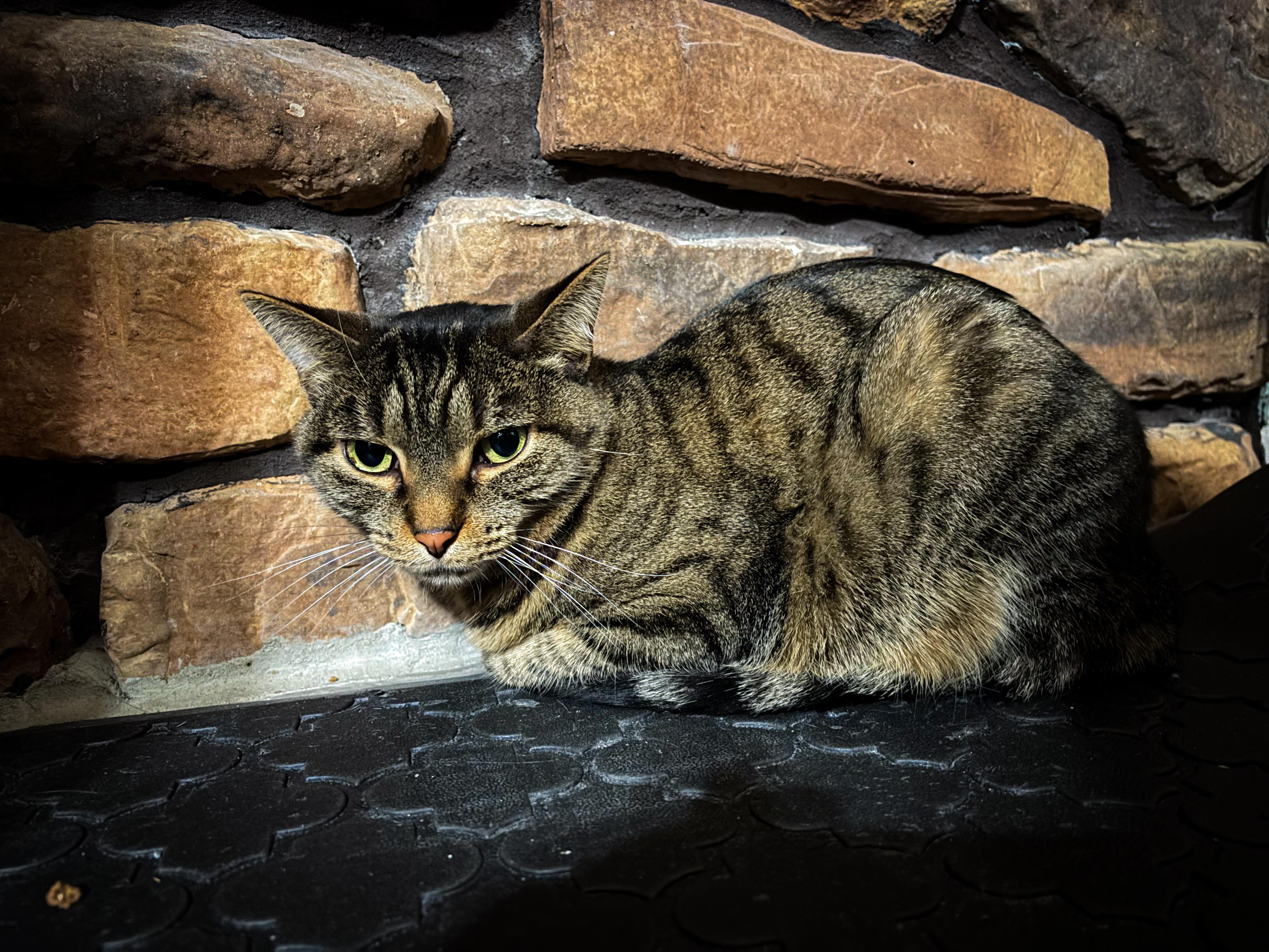 Enlarge Roxy, an adopted Domestic Short Hair in Crown Point, IN image 2/3