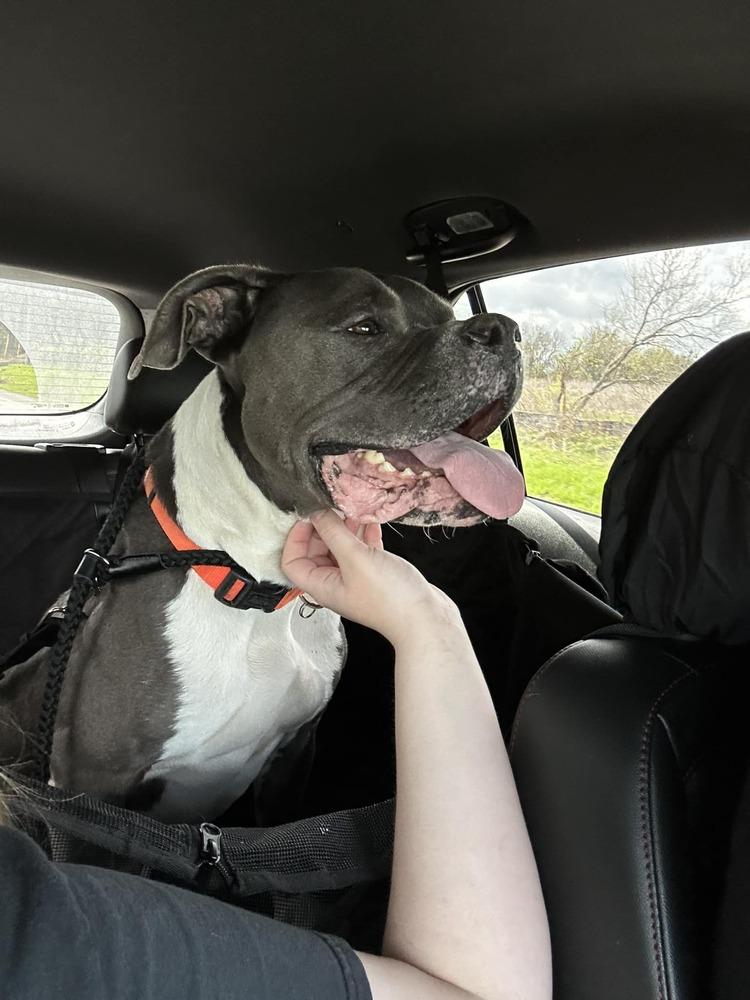 Niko, Adopted, Adult Male Pit Bull Terrier & Boxer.