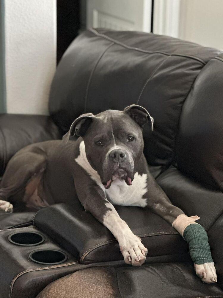 Niko, a Adopted mixed breed in Dallas, TX image 2/5