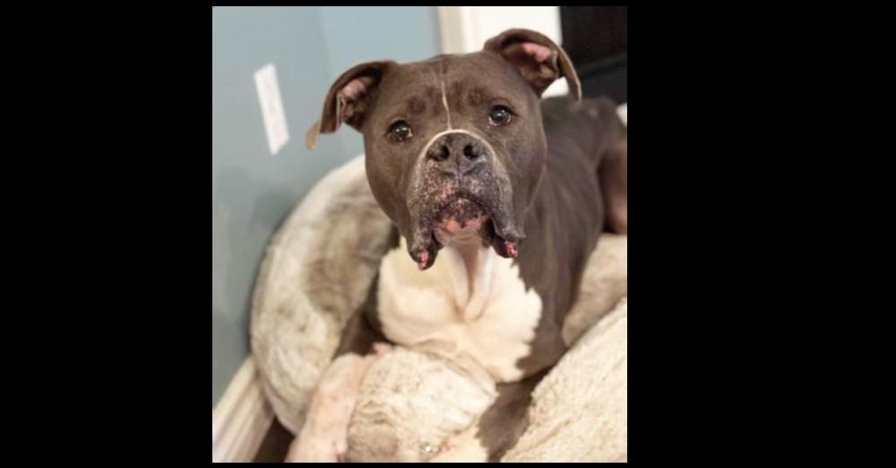 Niko, a Adopted mixed breed in Dallas, TX image 3/5