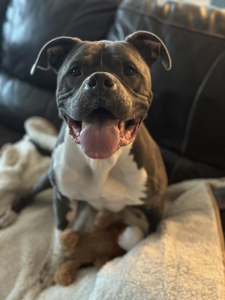 Niko, a Adopted mixed breed in Dallas, TX image 4/5