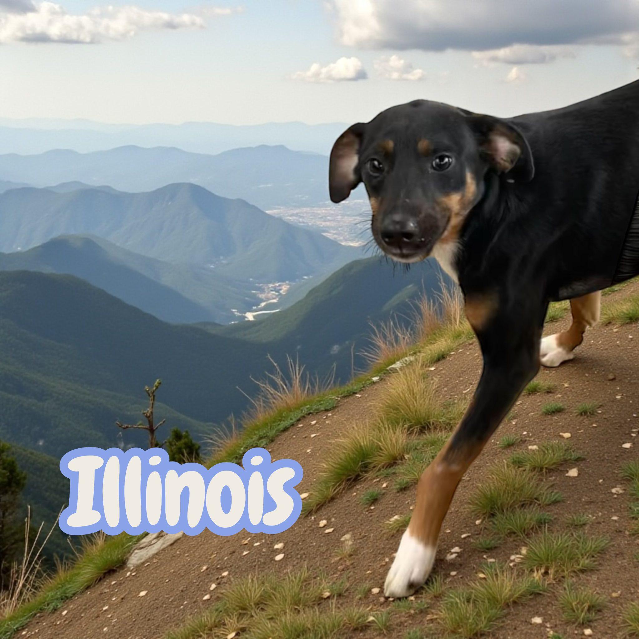 Illinois - NC — thumbnail 3