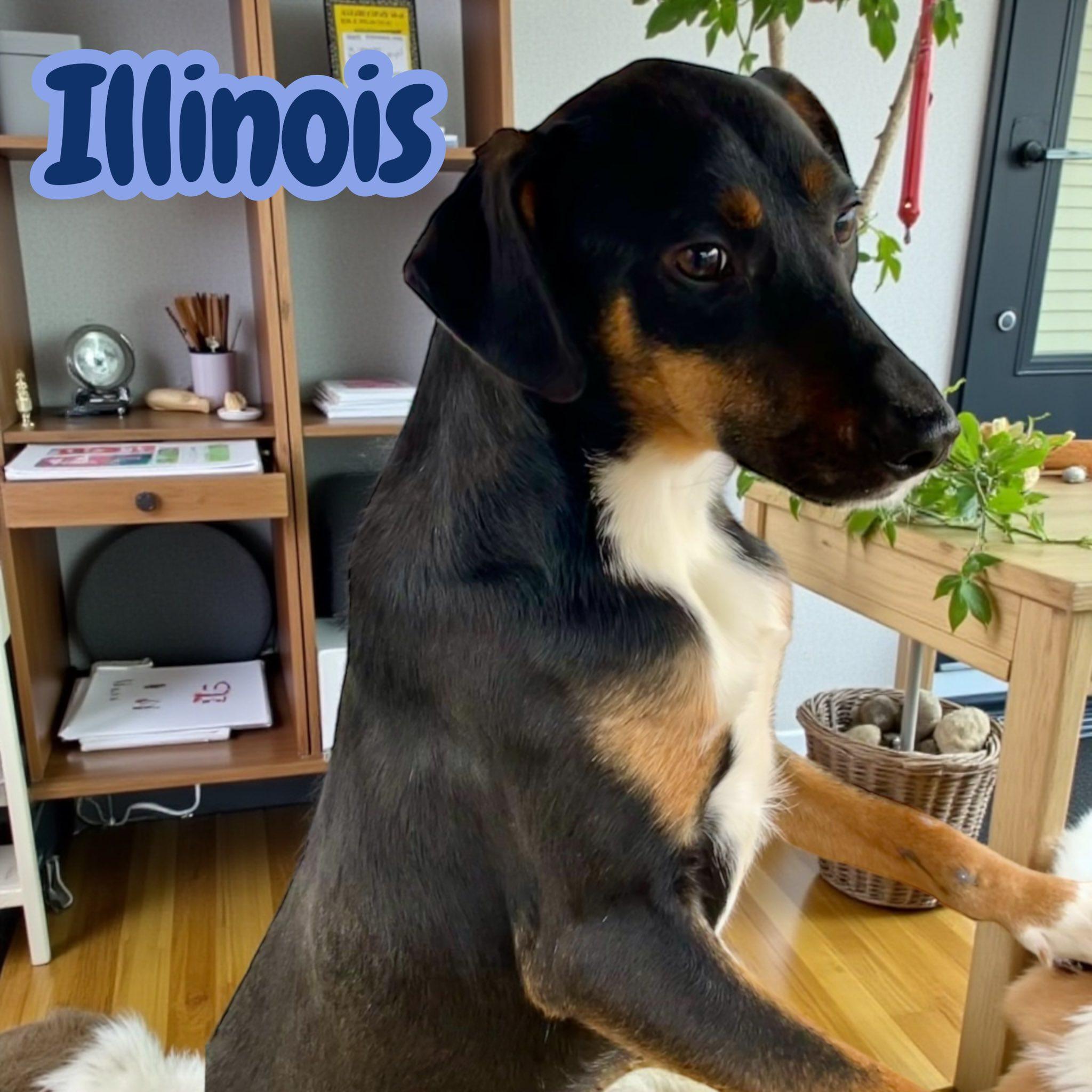 Illinois - NC — thumbnail 4