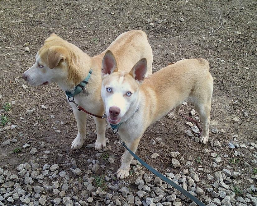 STARSKY & HUTCH, ADOPTABLE, Young Male Husky & Siberian Husky.