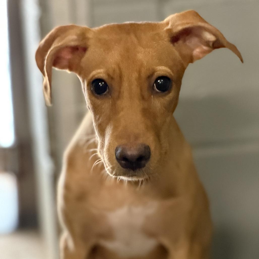 Medline, Adoptable, Puppy Female Mixed Breed.