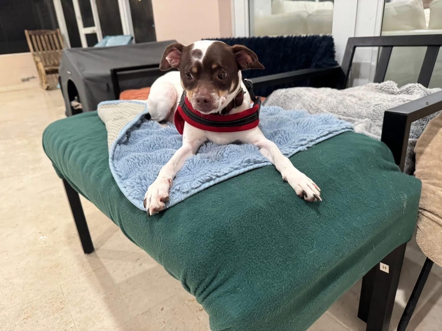TICO, an adoptable Chihuahua & Terrier Mix in Miami, FL_image-1
