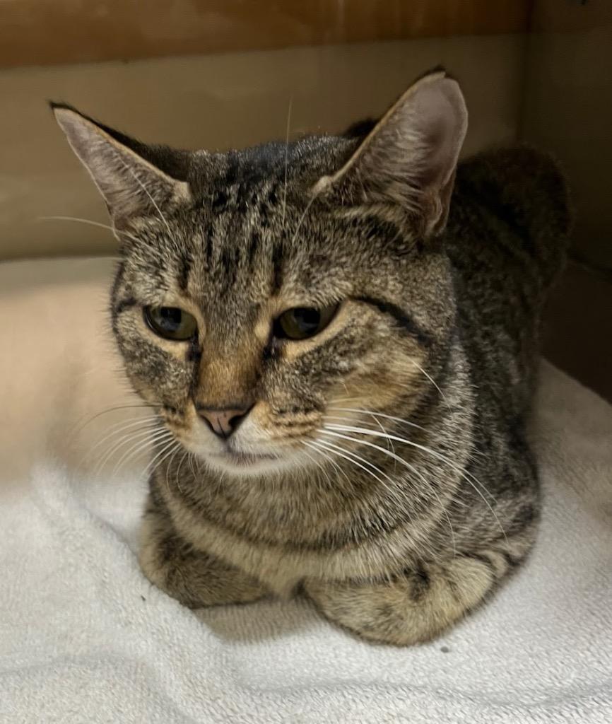 Enlarge Candy Apple, a Adoptable mixed breed in Little Rock, AR image 1/1