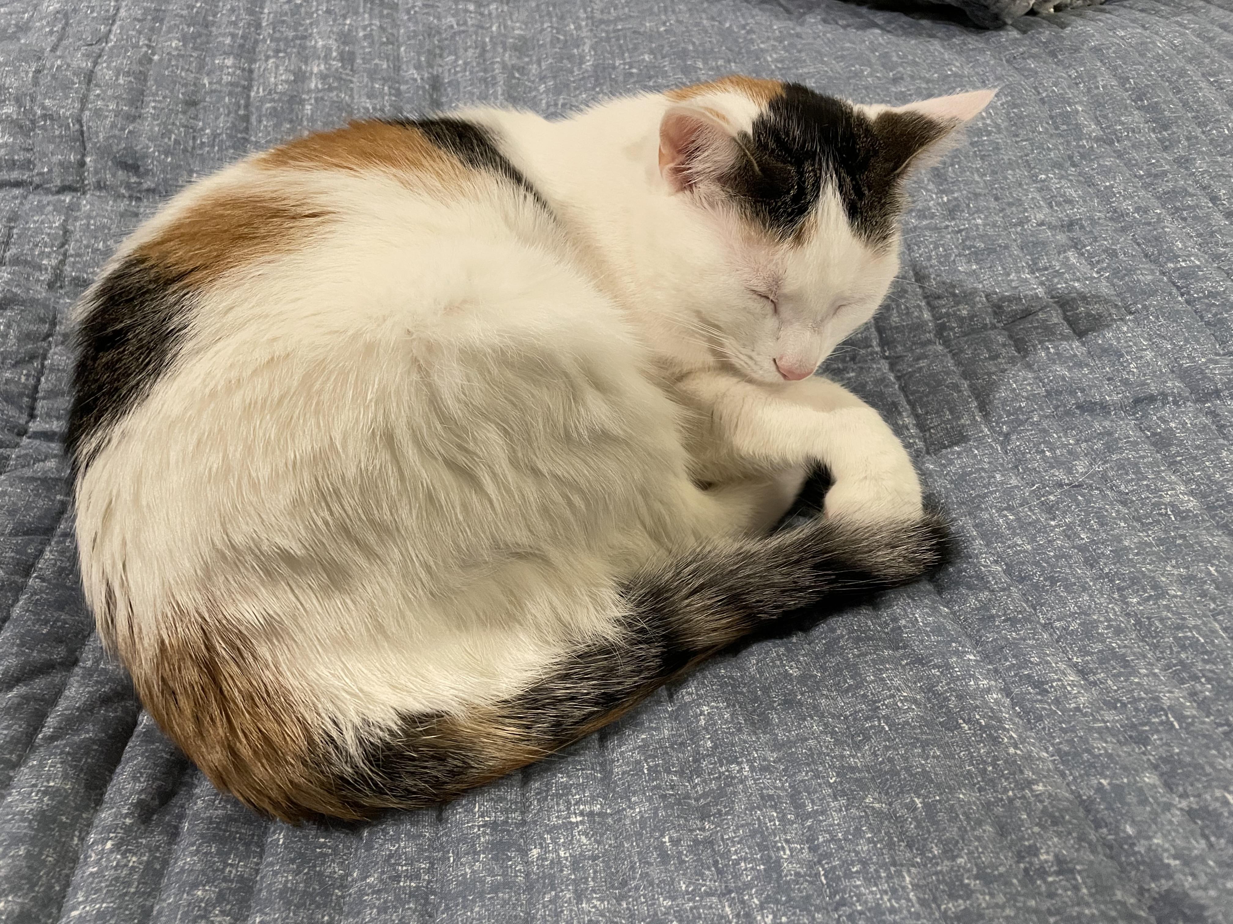 Enlarge Juniper, a Adoptable mixed breed in Lemont, IL image 5/6