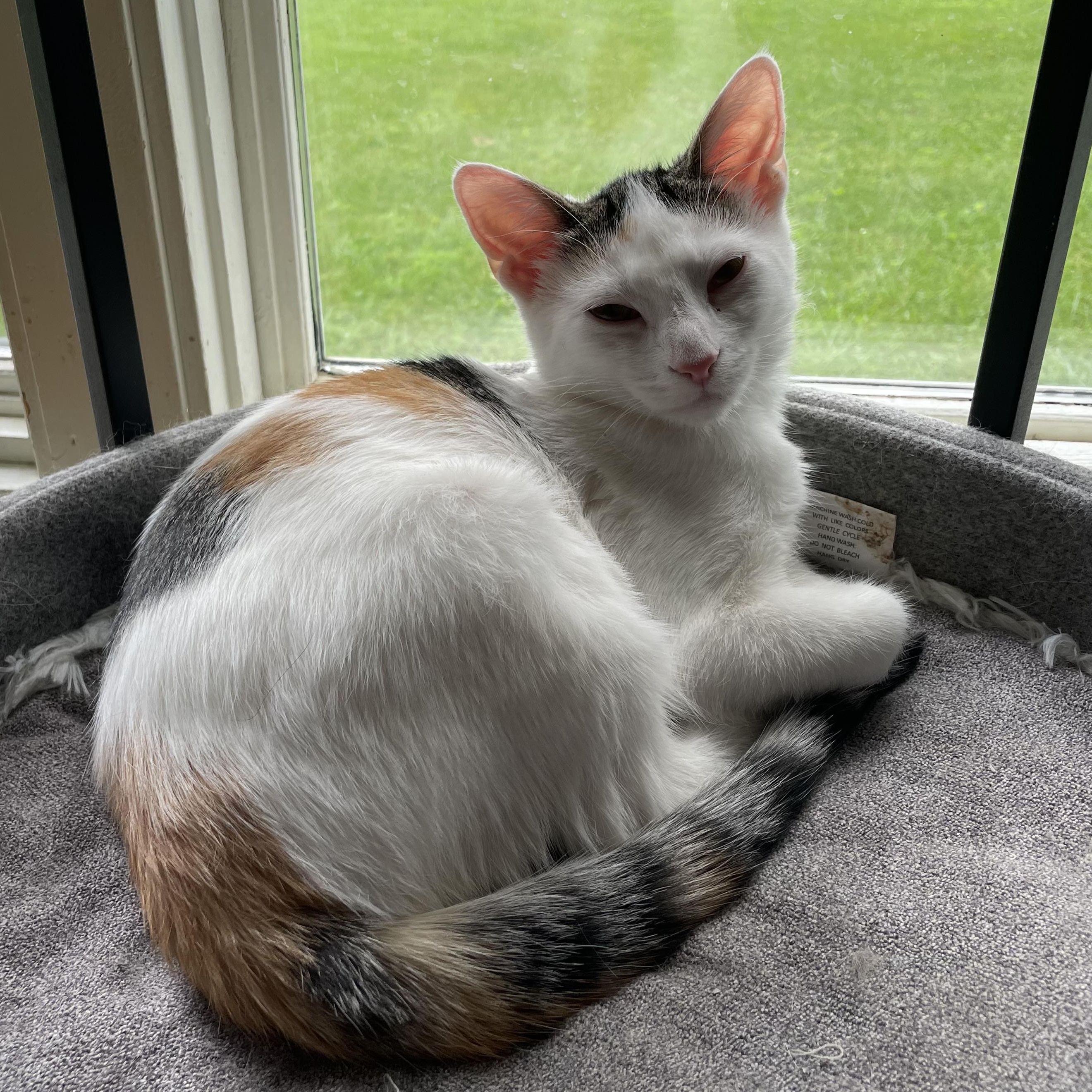 Juniper, a Adoptable mixed breed in Lemont, IL image 4/5