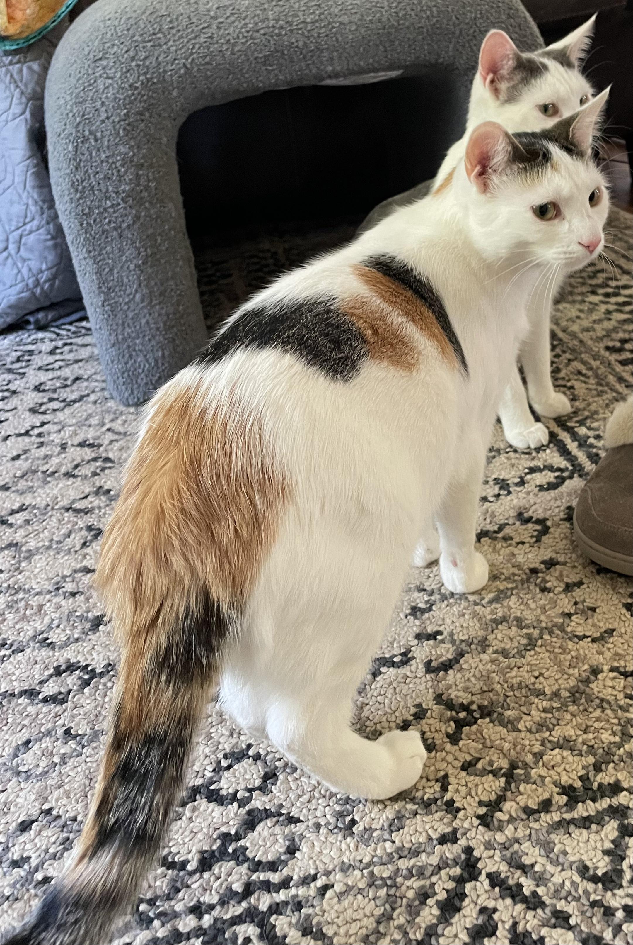 Enlarge Juniper, a Adoptable mixed breed in Lemont, IL image 6/6