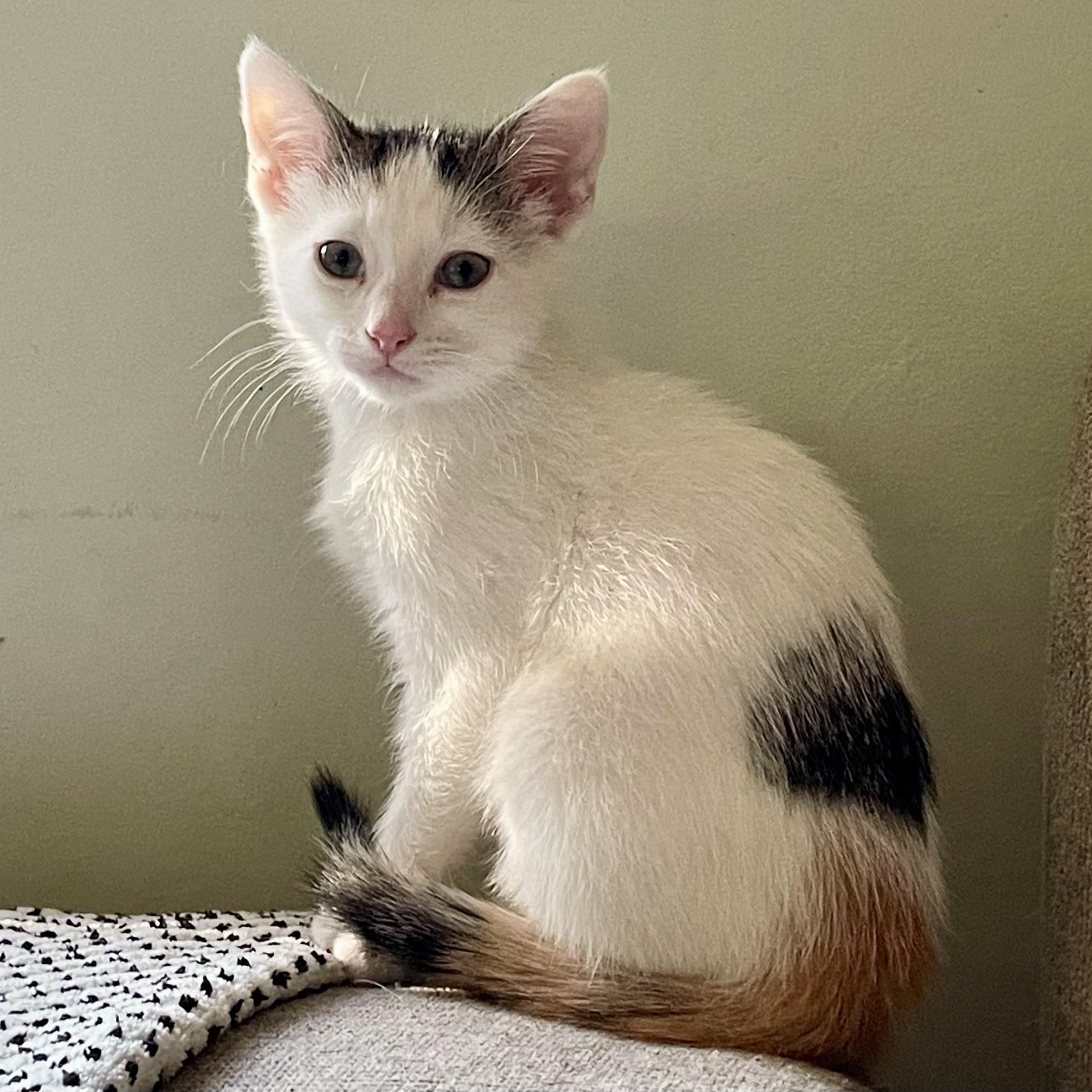 Juniper, a Adoptable mixed breed in Lemont, IL image 5/5