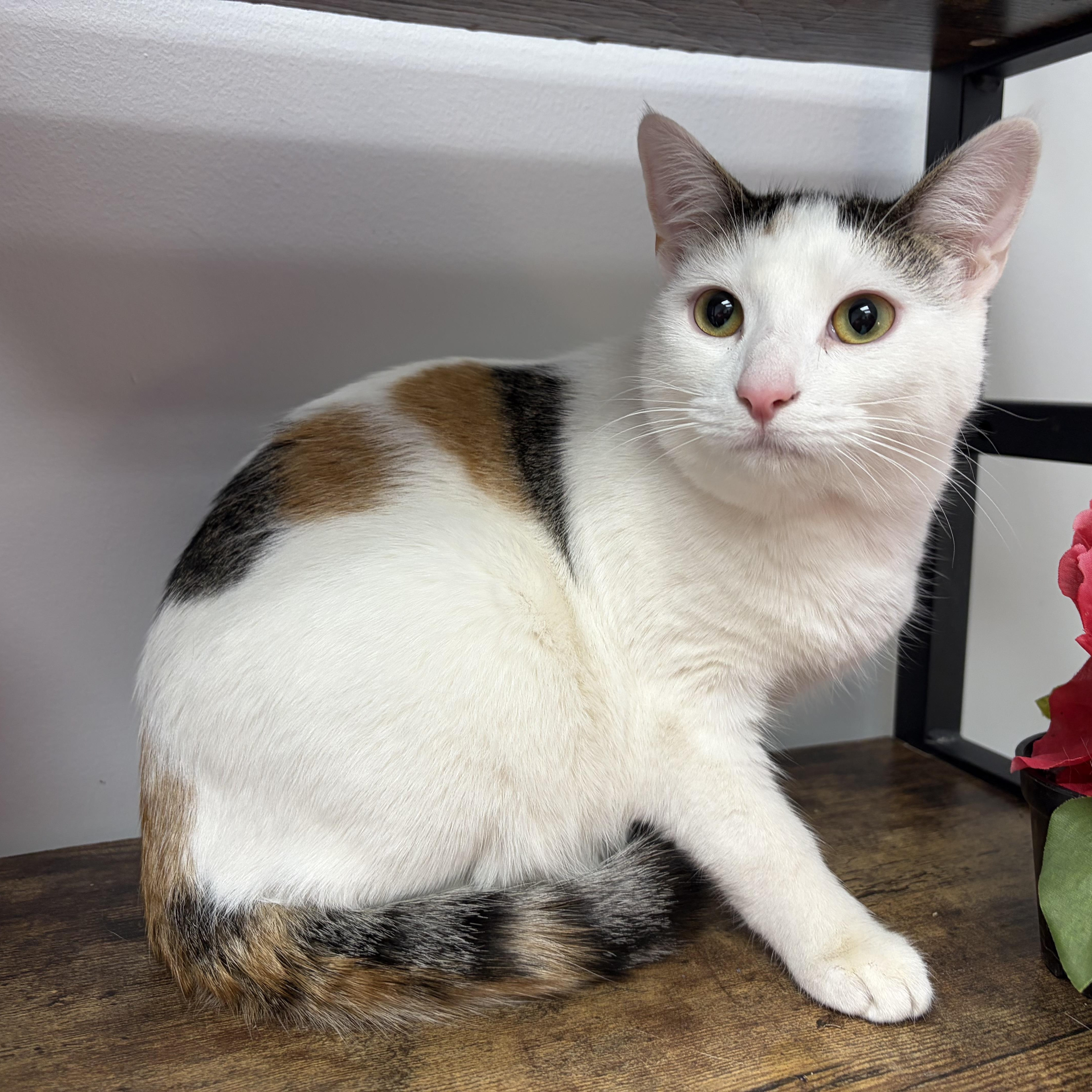 Juniper, Adoptable, Young Female Domestic Short Hair & Calico.