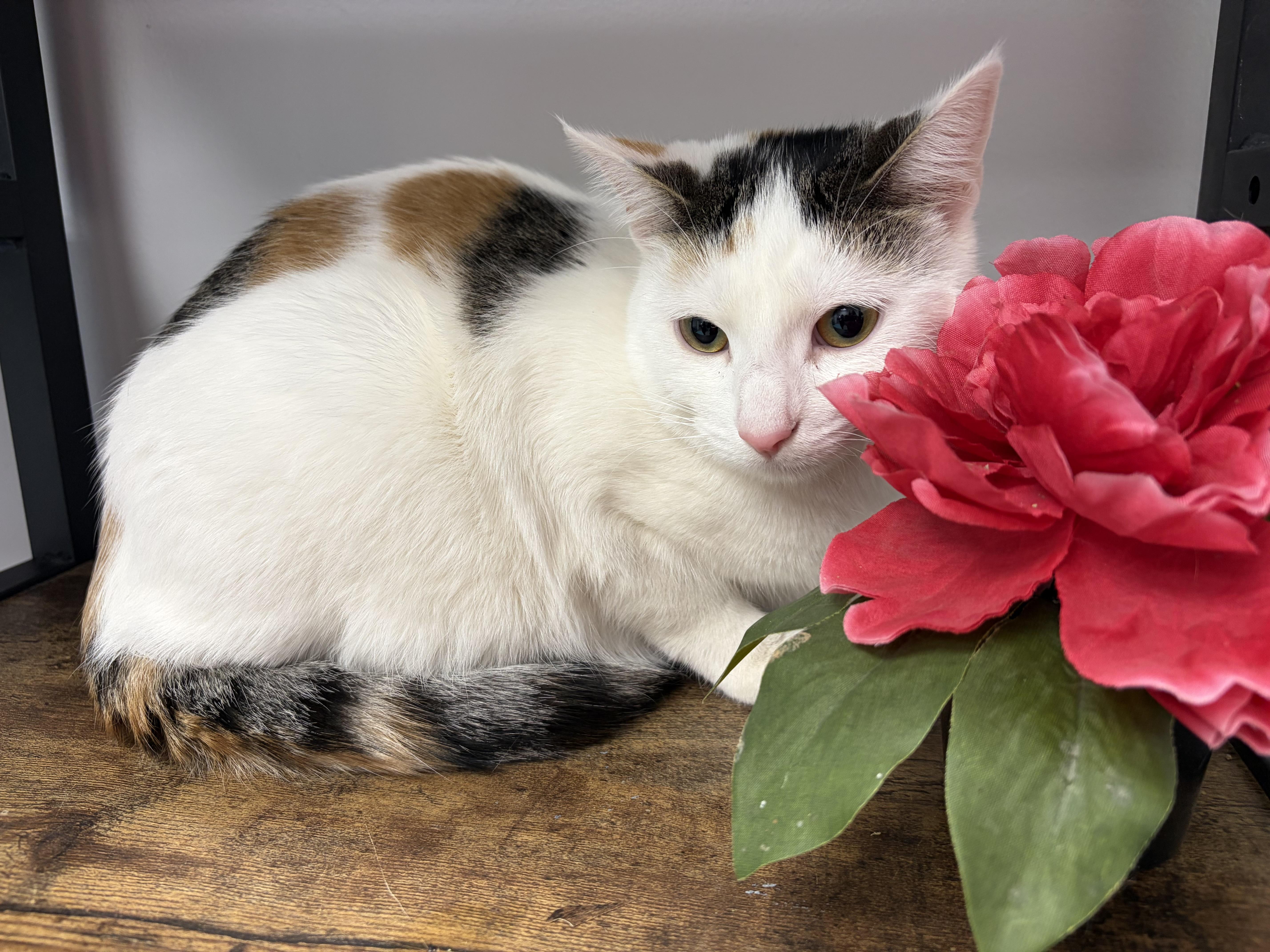 Juniper, a Adoptable mixed breed in Lemont, IL image 3/5