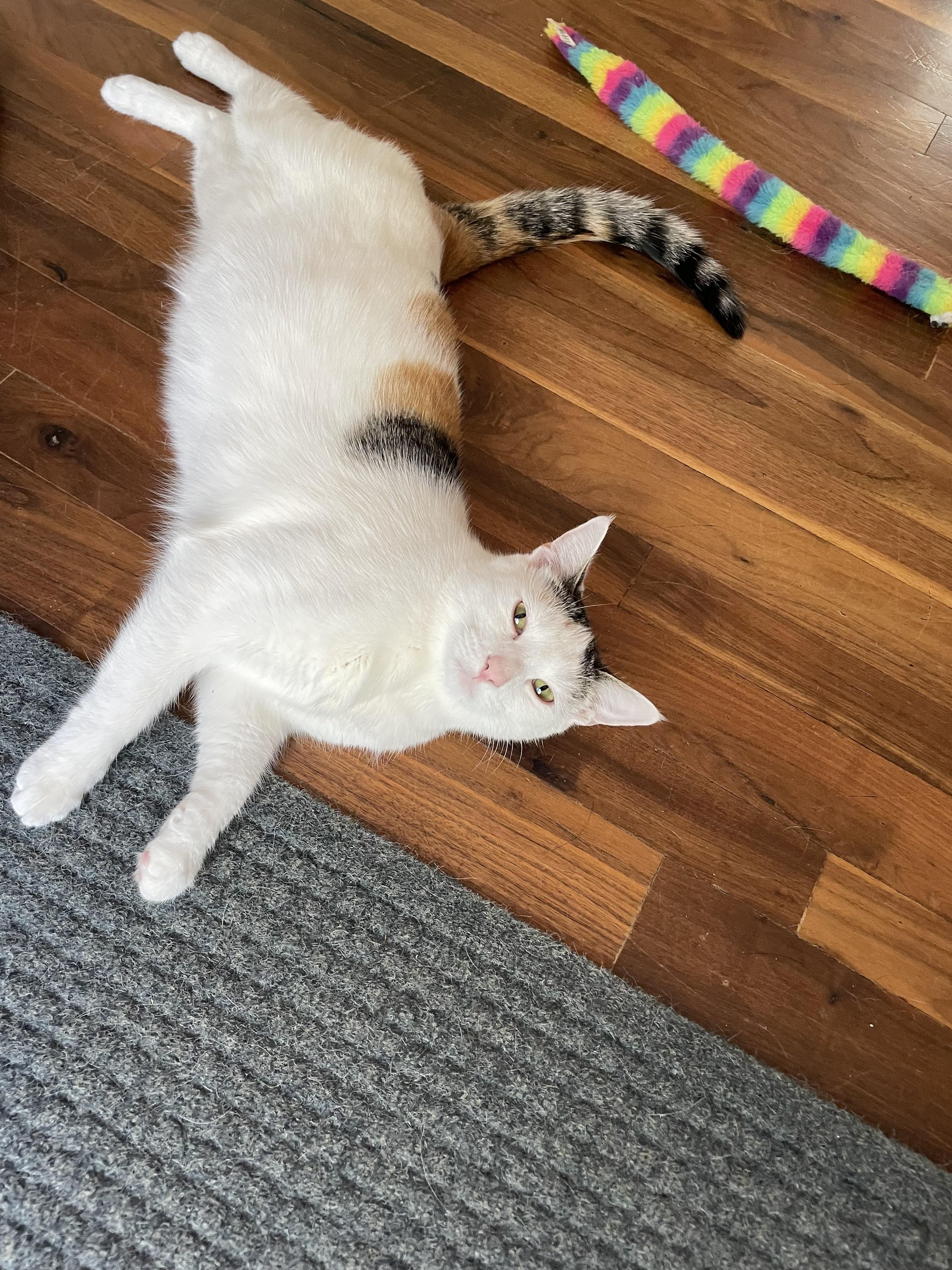 Enlarge Juniper, a Adoptable mixed breed in Lemont, IL image 4/6