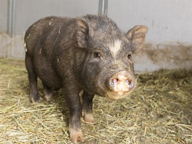 FANCY FRANCOIS, Adoptable, Young Male Pig.