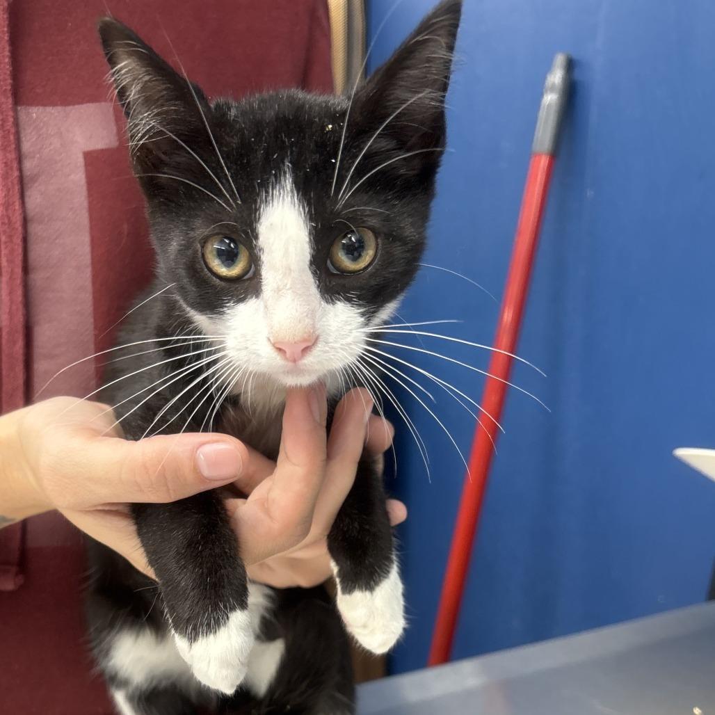 Duchess, Adoptable, Kitten Female Domestic Short Hair.