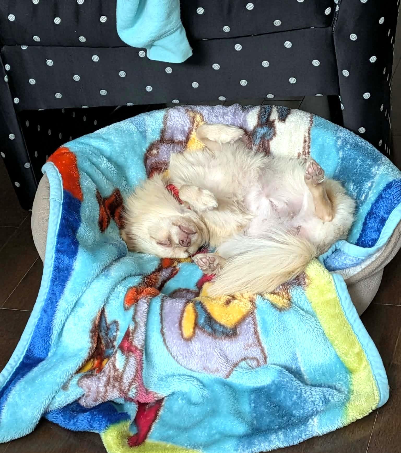 Enlarge Lolita, a ADOPTABLE mixed breed in Calgary, AB image 2/6