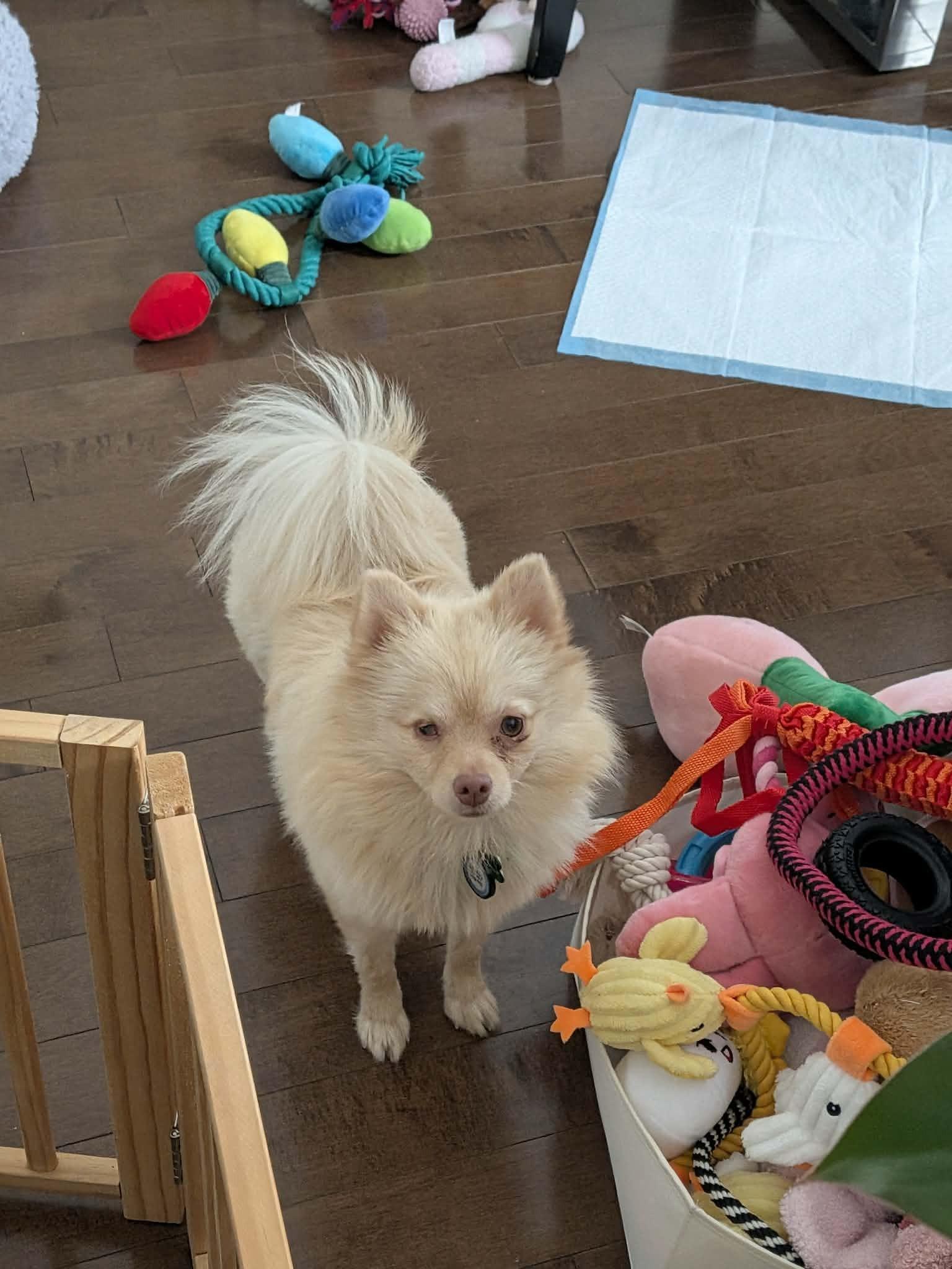 Enlarge Lolita, a ADOPTABLE mixed breed in Calgary, AB image 4/6