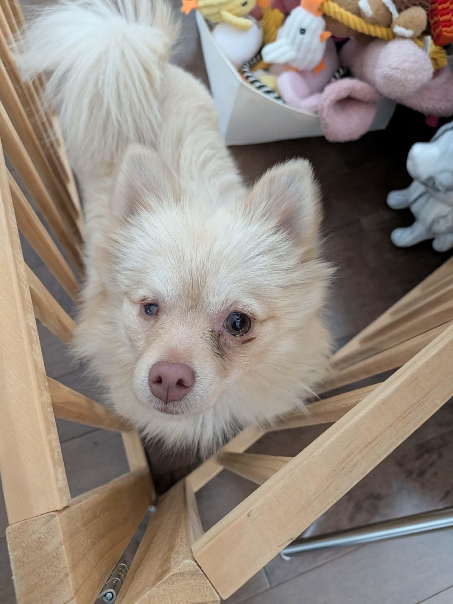 Enlarge Lolita, a ADOPTABLE mixed breed in Calgary, AB image 5/6