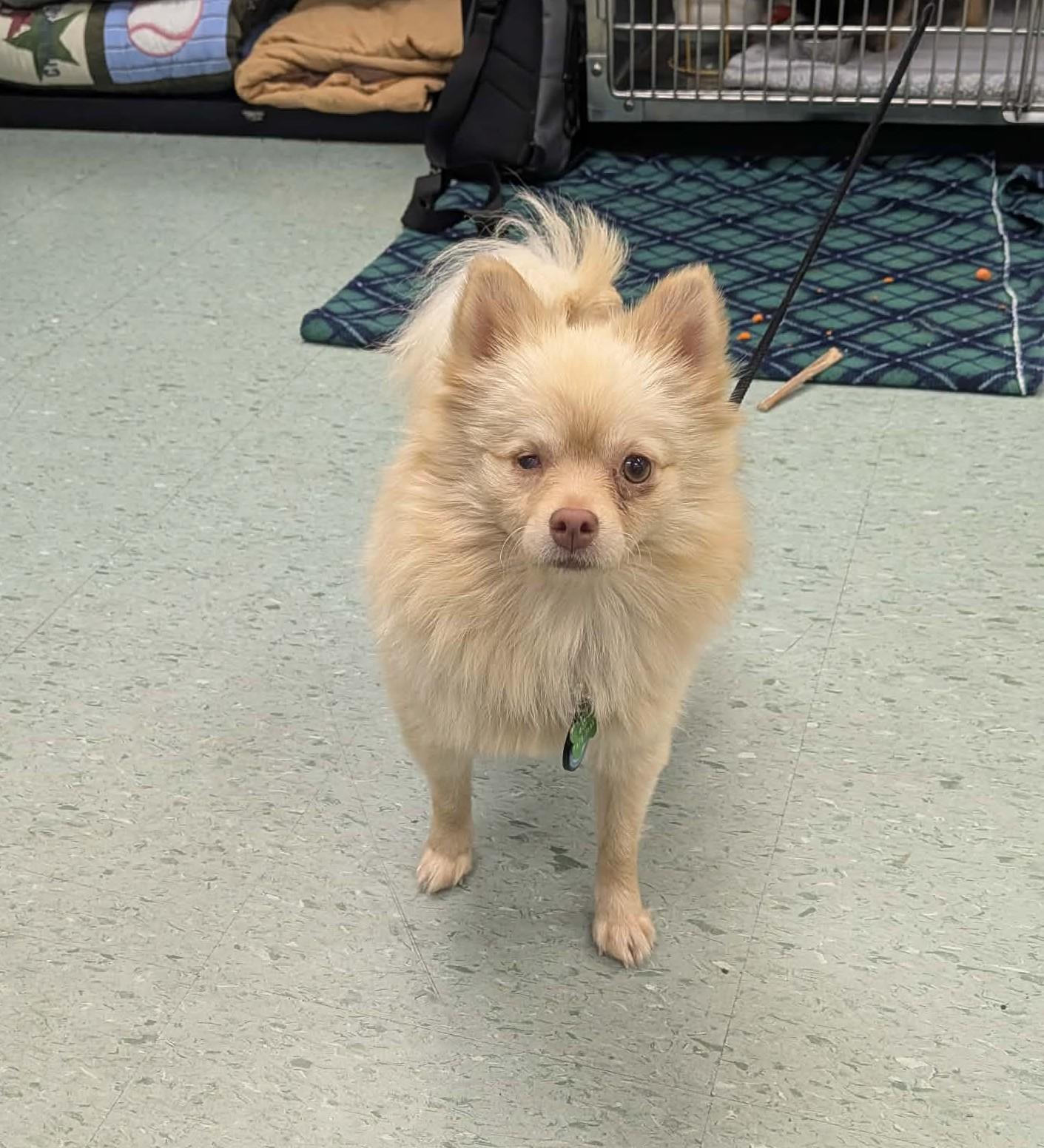 Lolita, ADOPTABLE, Young Female Pomeranian.