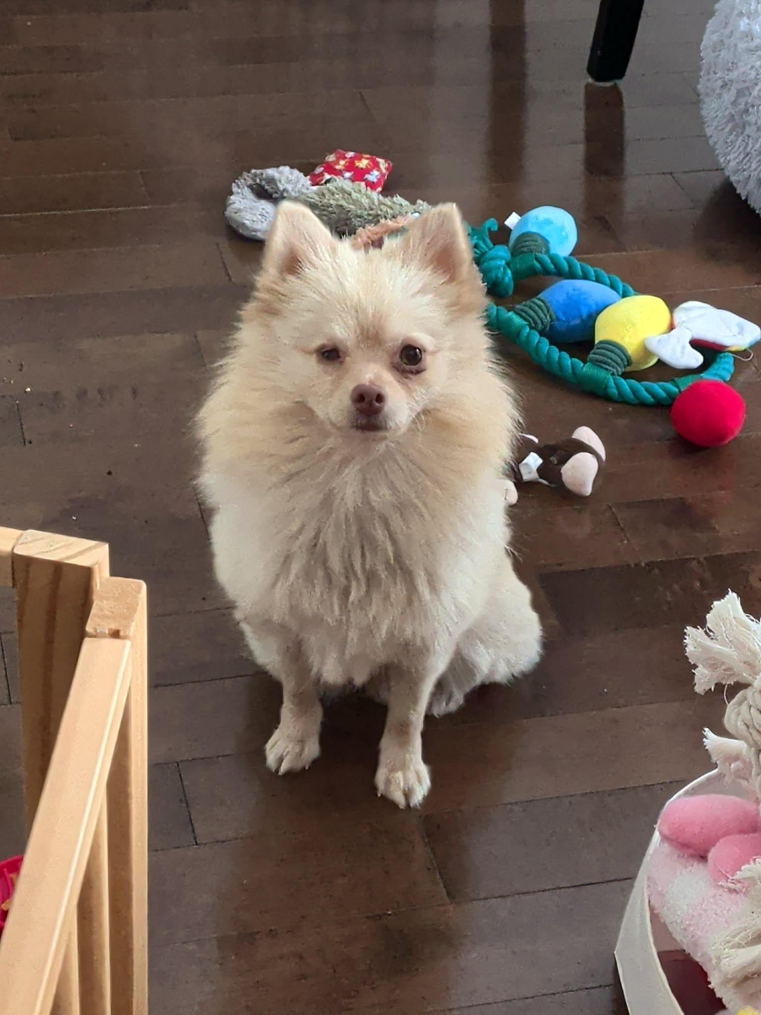 Enlarge Lolita, a ADOPTABLE mixed breed in Calgary, AB image 3/6