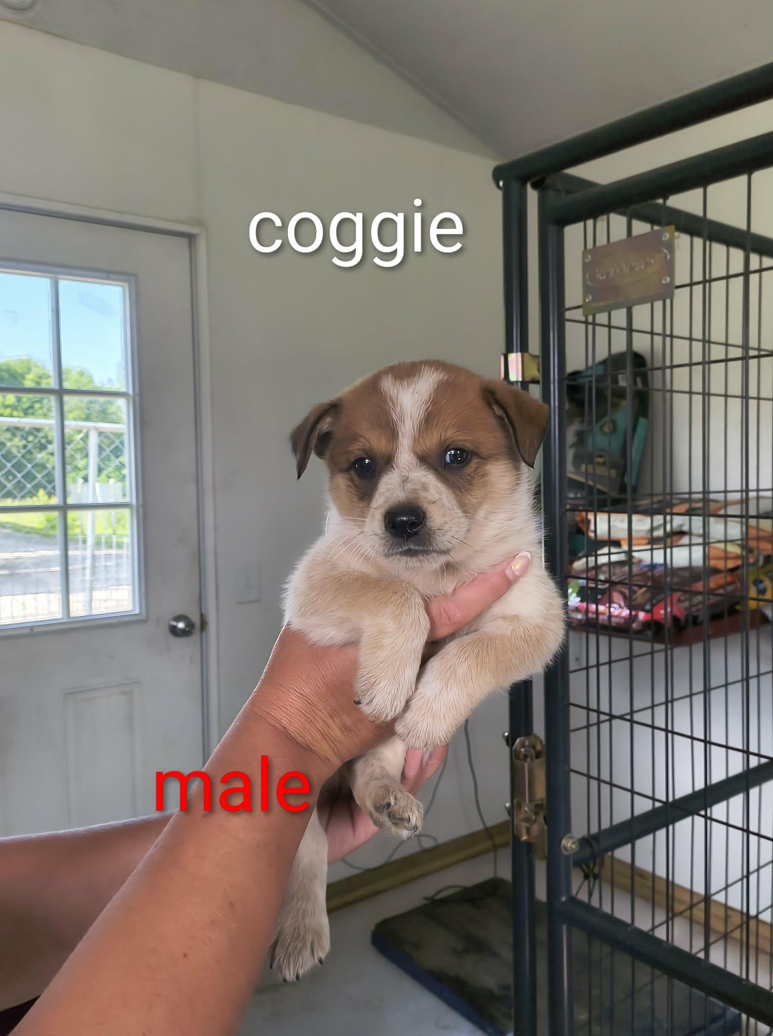 Coggie, Adoptable, Puppy Female Shepherd.