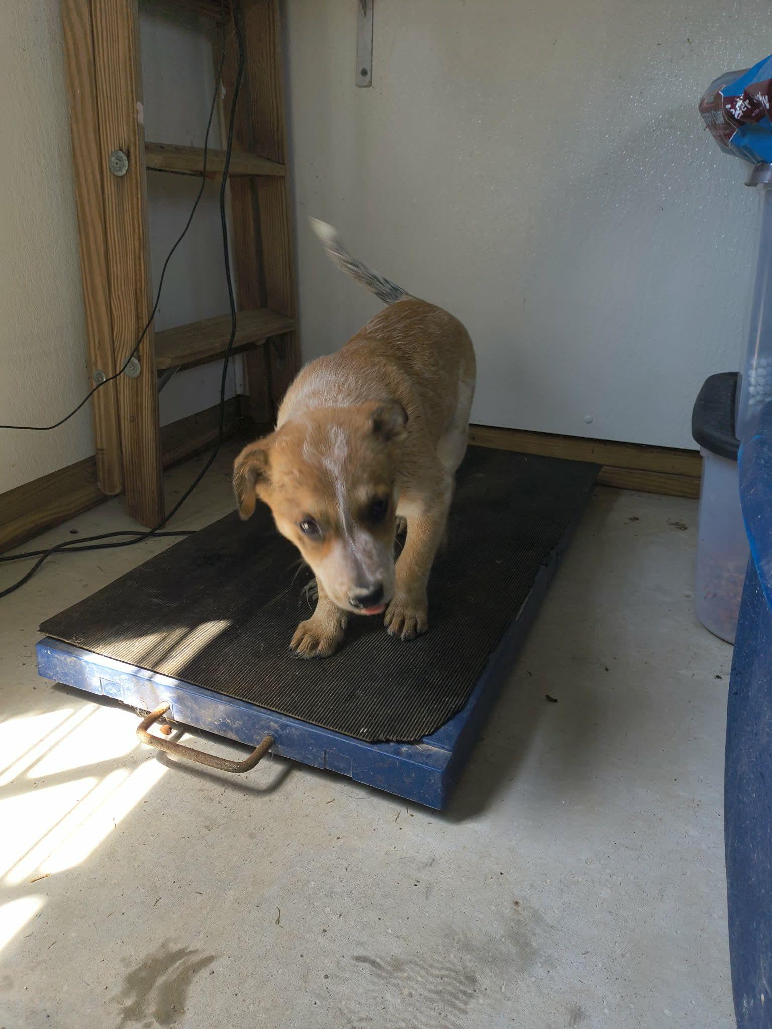 Coggie, a Adopted Shepherd in Stover, MO image 2/2