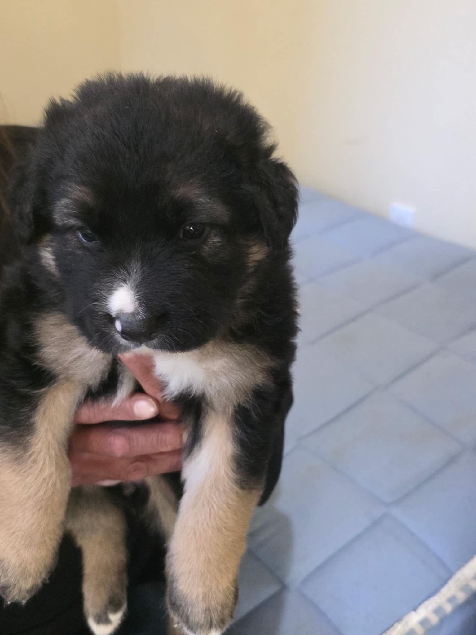 Enlarge Fluff, a Adoptable mixed breed in Arlee, MT image 1/2