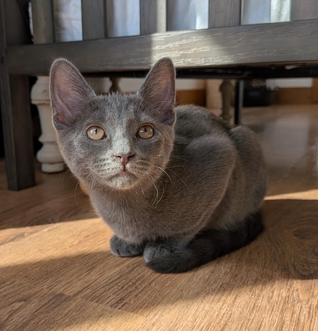 Enlarge Peter, an adopted Domestic Short Hair in Murfreesboro, TN image 1/1