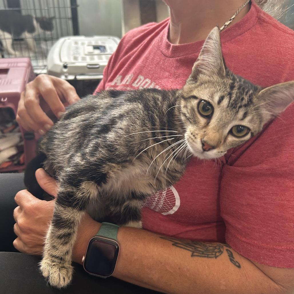 Chocolate Chip 26-076, Adoptable, Kitten Male Domestic Short Hair.