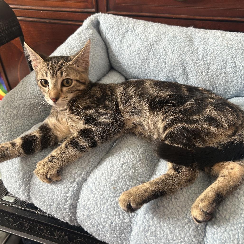 Chocolate Chip 26-076, a Adoptable Domestic Short Hair in Little Rock, AR image 2/4