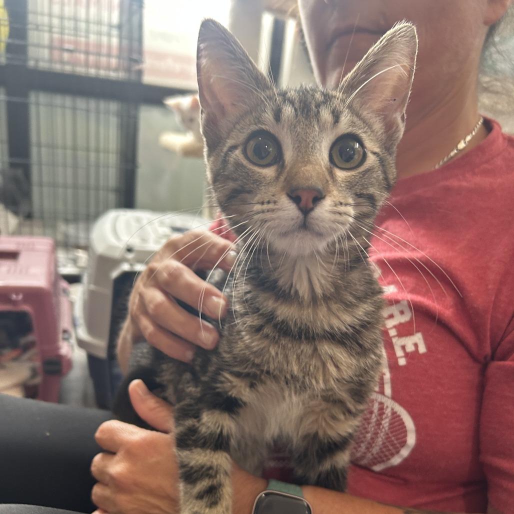 Chocolate Chip 26-076, a Adoptable Domestic Short Hair in Little Rock, AR image 3/4