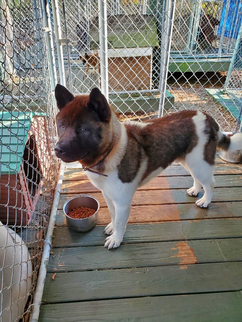 Rocky, a Adoptable Akita in Sharpsville, PA image 1/2