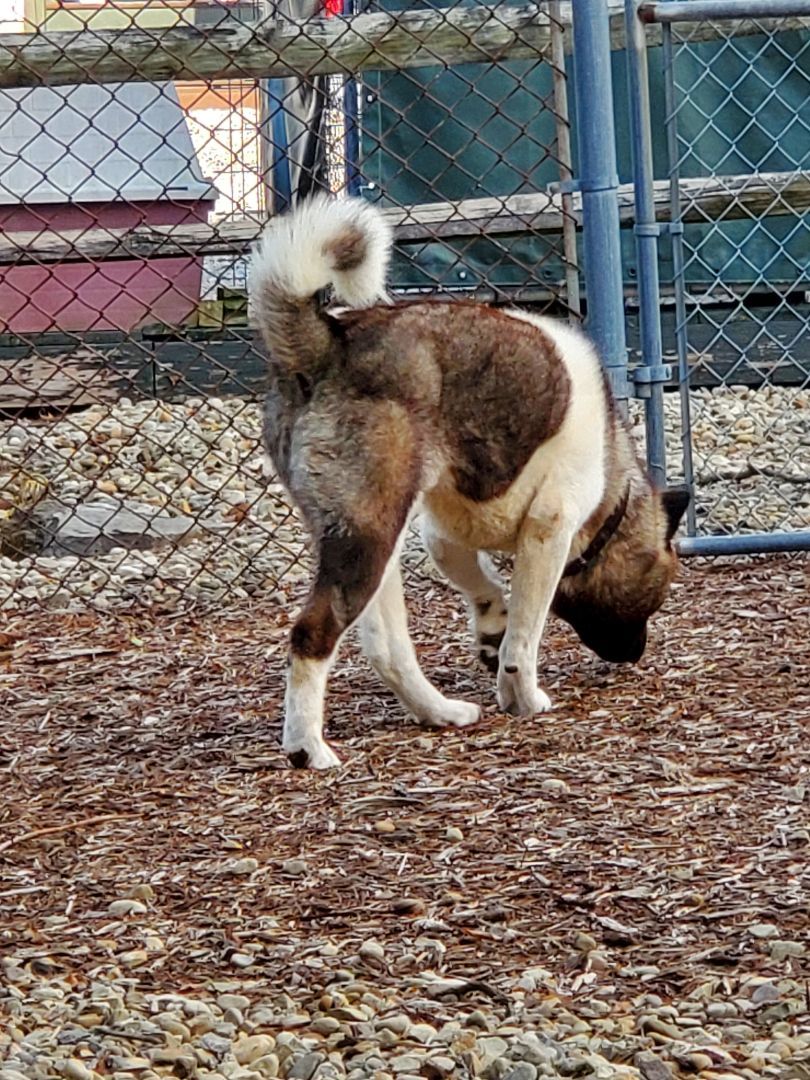 Rocky, a Adoptable Akita in Sharpsville, PA image 2/2