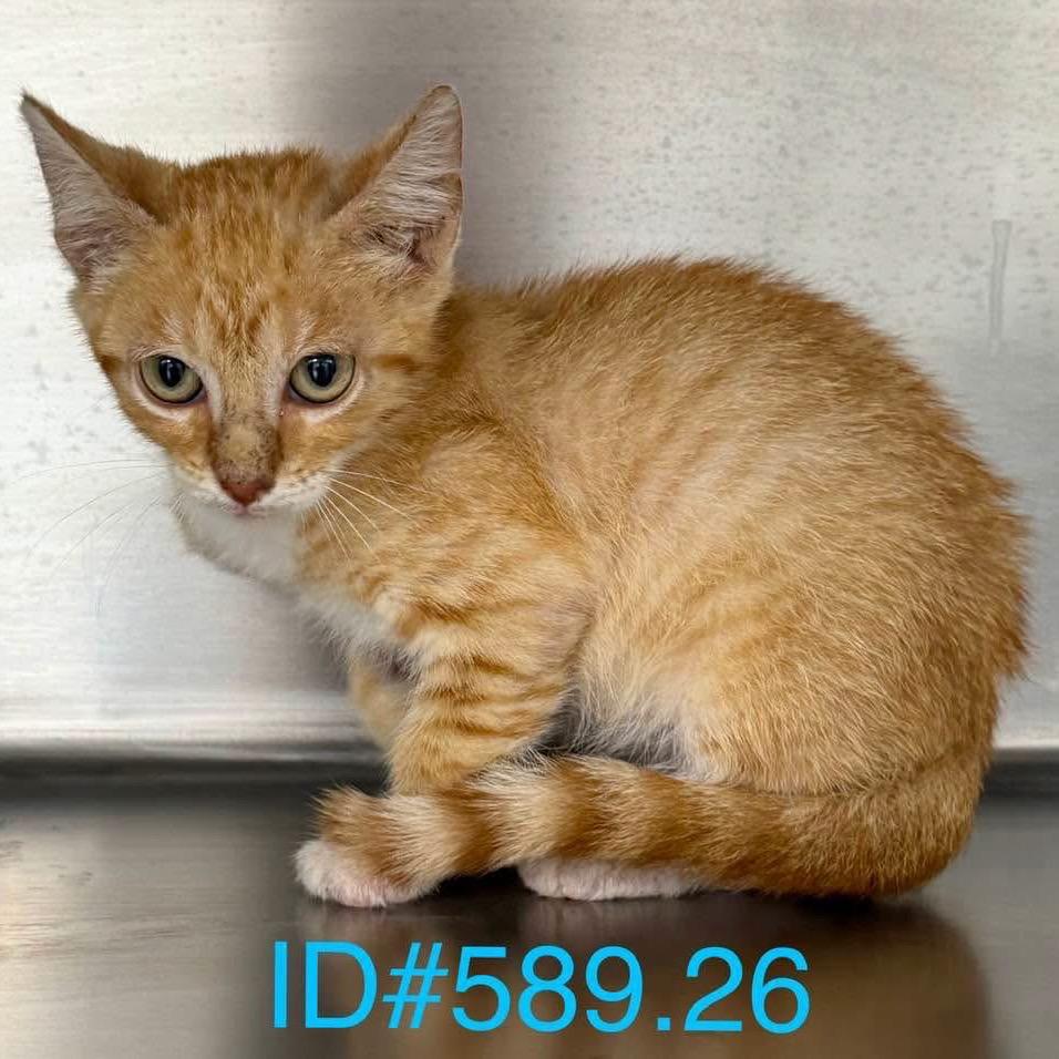 KCAC #589.26, Adoptable, Kitten Male Domestic Short Hair.