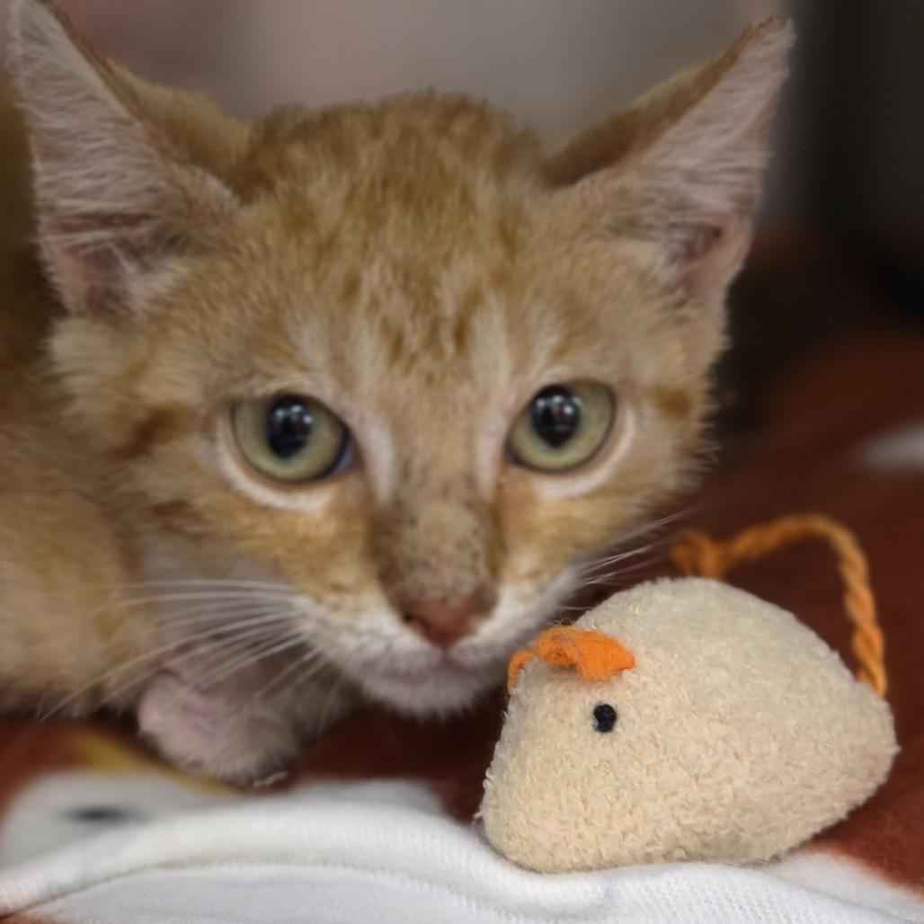 KCAC #589.26, a Adoptable Domestic Short Hair in Kerrville, TX image 2/3