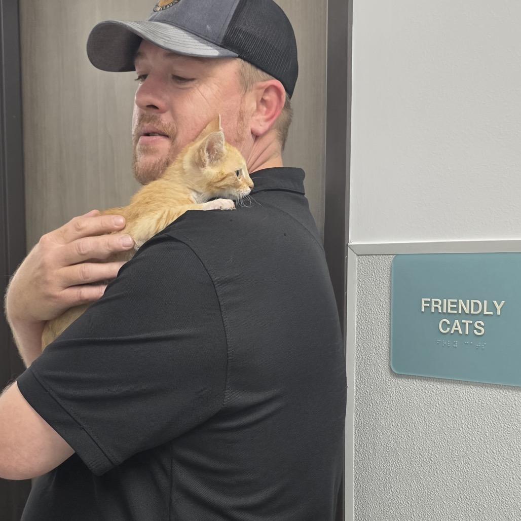 KCAC #589.26, a Adoptable Domestic Short Hair in Kerrville, TX image 3/3