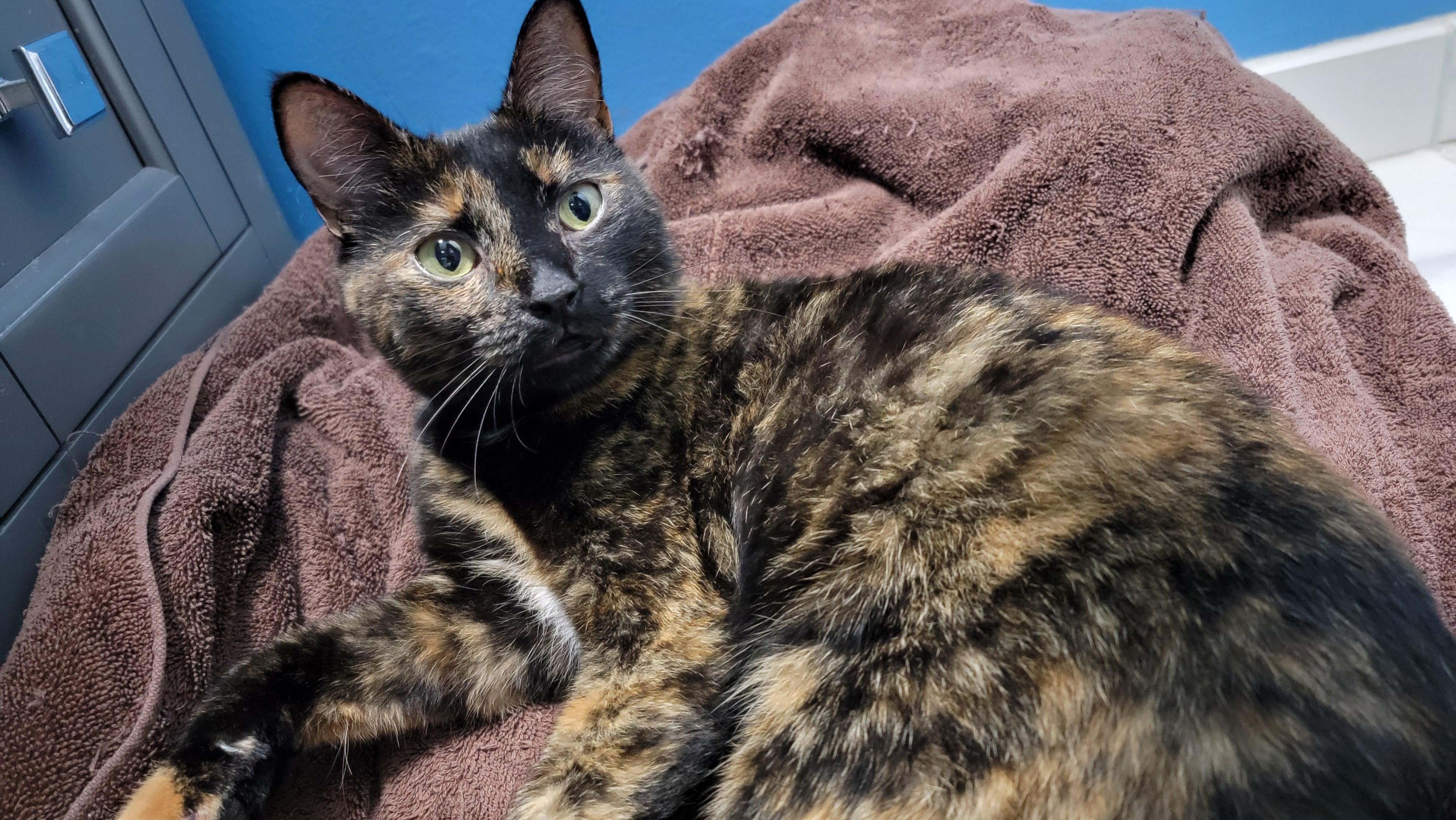 Jennifer Courtesy Post, Adopted, Adult Female Tortoiseshell.