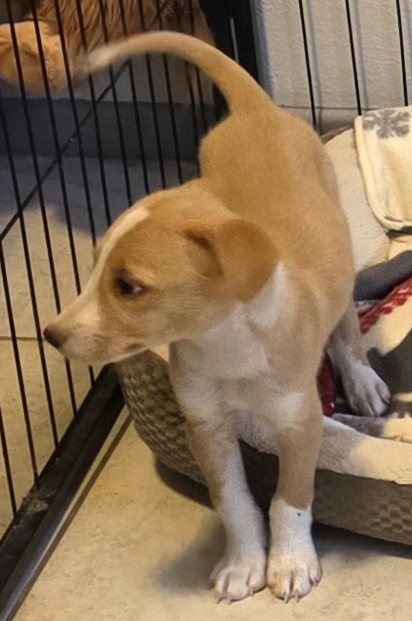 Enlarge Tater, a ADOPTABLE mixed breed in Lancaster, CA image 1/1