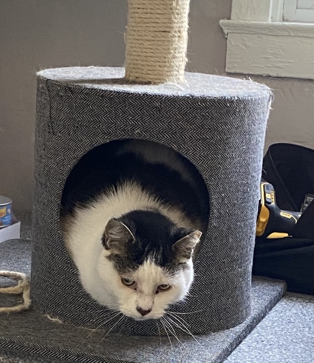 Tess and Oliver (bonded senior pair), a Adoptable Domestic Short Hair in Kenhorst, PA image 1/2