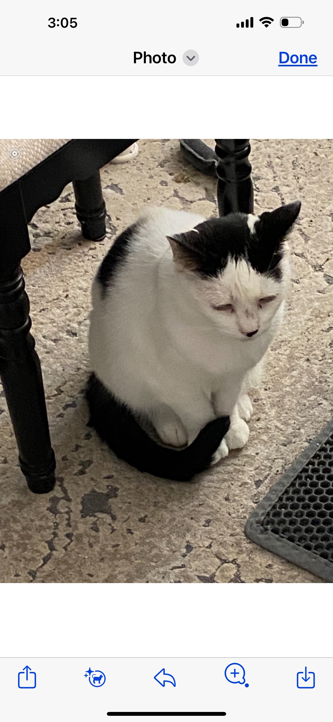 Tess and Oliver (bonded senior pair)