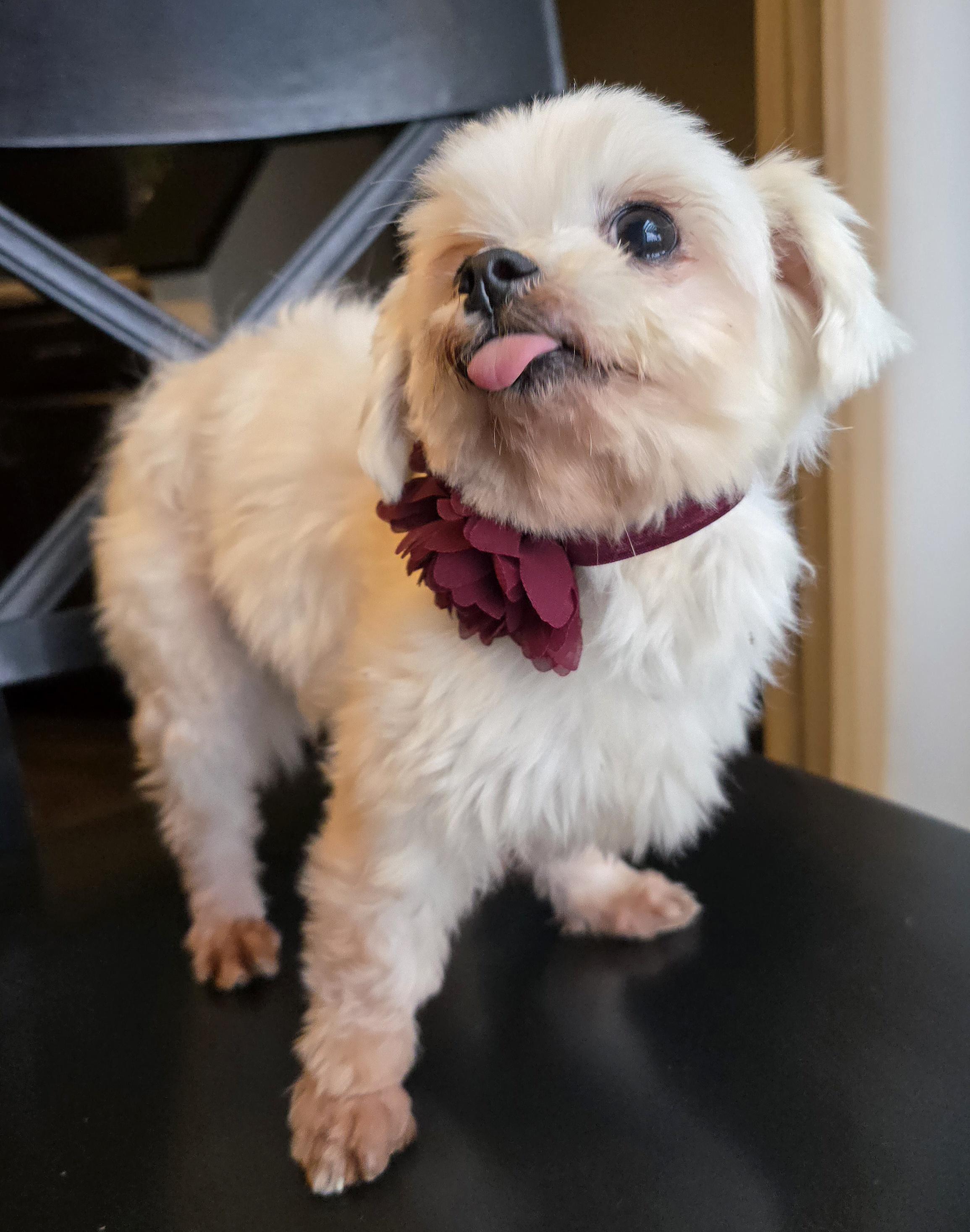 Sophia, a Adoptable Maltese in Cedar Rapids, IA image 6/6